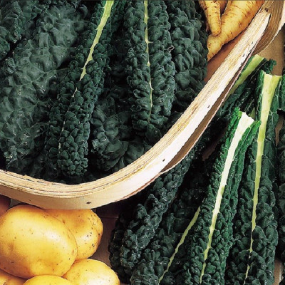 Kings – Kale Nero Di Toscana