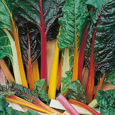 Kings – Leaf Beet Rainbow Chard Seeds