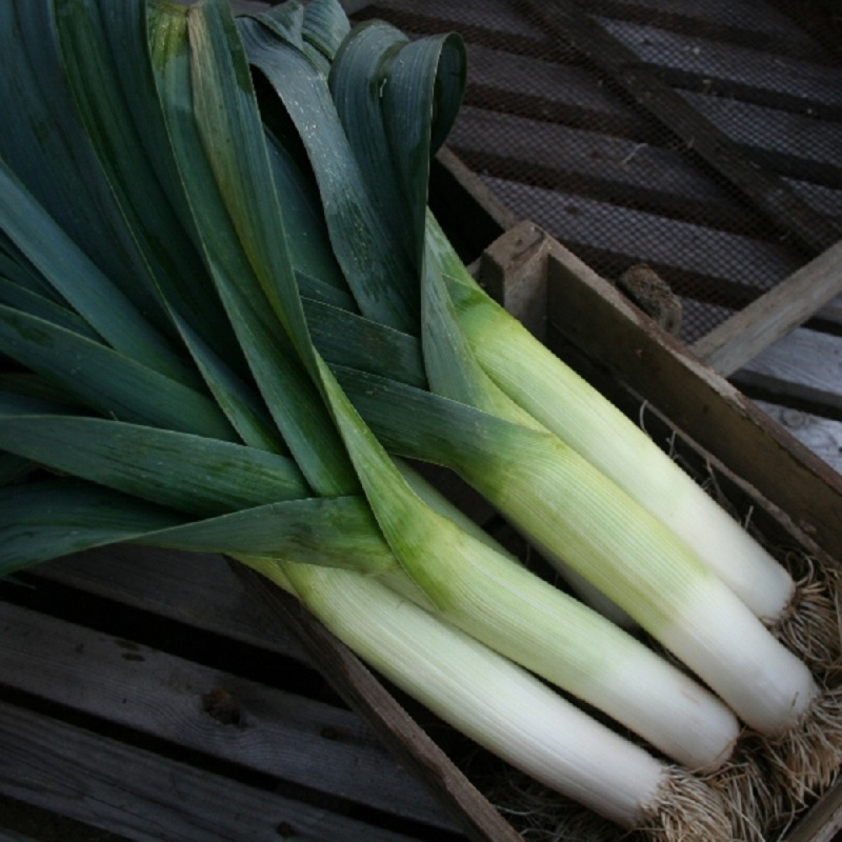 Kings – Leek Below Zero F1