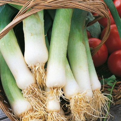 Kings – Leek Musselburgh Seeds