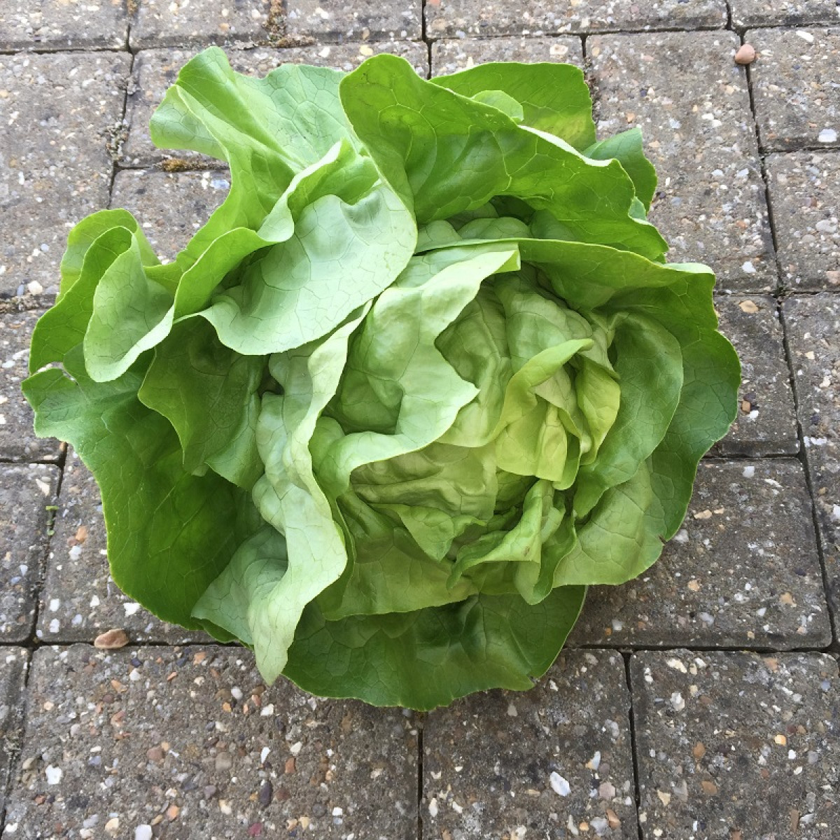 Kings – Lettuce Analena