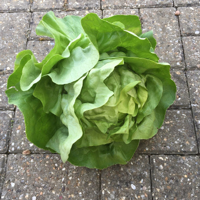 Kings – Lettuce Analena