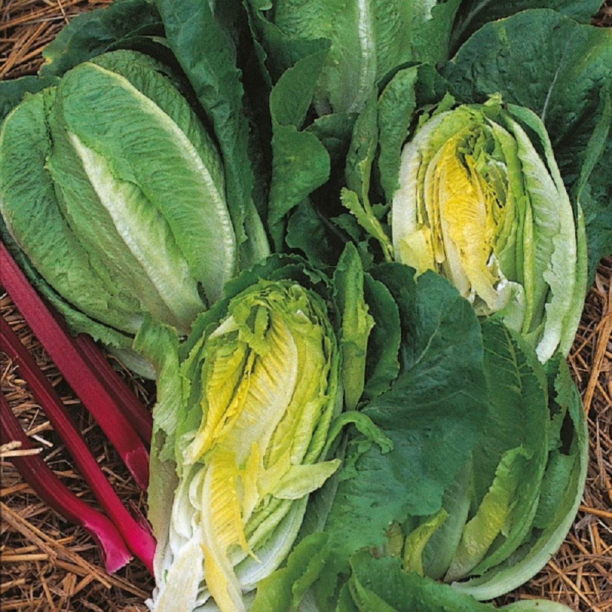 Kings – Lettuce Little Gem Cos Seeds
