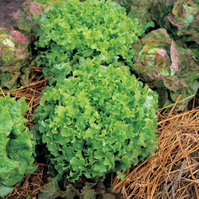 Kings – Lettuce Salad Bowl Seeds