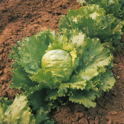 Kings – Lettuce Saladin Seeds
