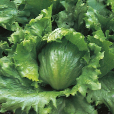 Kings – Lettuce Webbs Wonderful Seeds