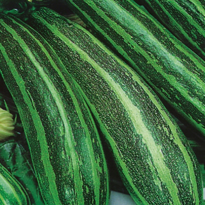 Kings – Marrow Long Green Bush Seeds