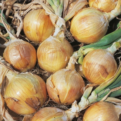 Kings – Onion Bedfordshire Champion