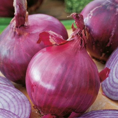 Kings – Onion Red Brunswick Seeds