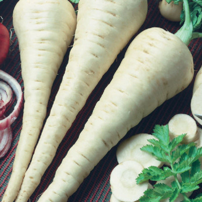 Kings – Parsnip Gladiator F1