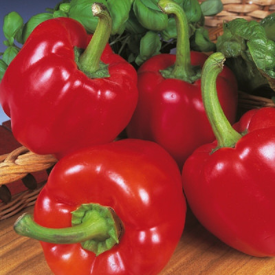 Kings – Pepper (Sweet) Beauty Bell F1 Seeds