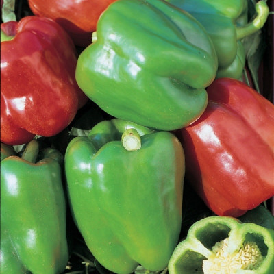 Kings – Pepper (Sweet) Mixed Seeds