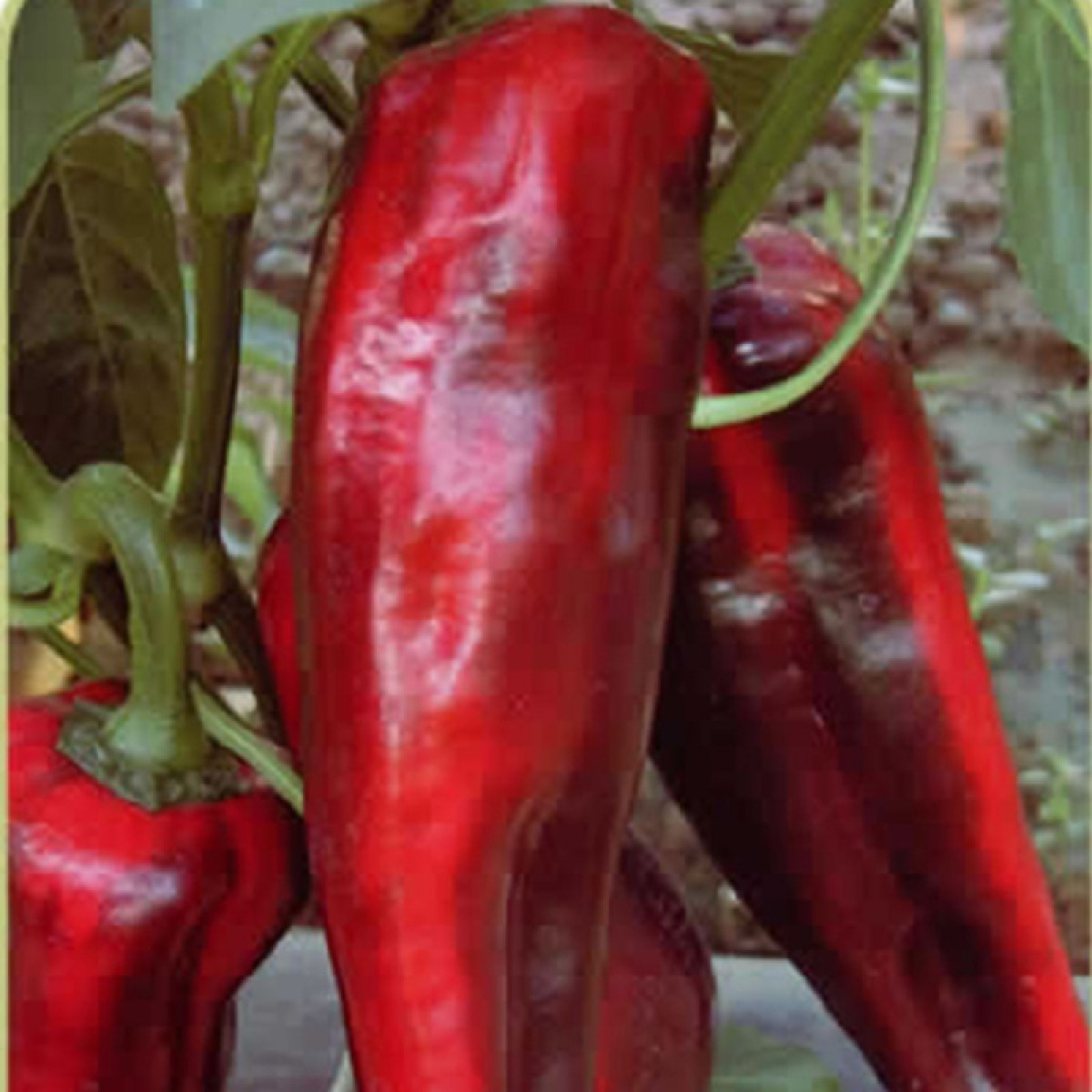 Kings – Pepper Sweet Thor F1