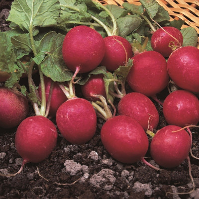 Kings – Radish Cherry Belle