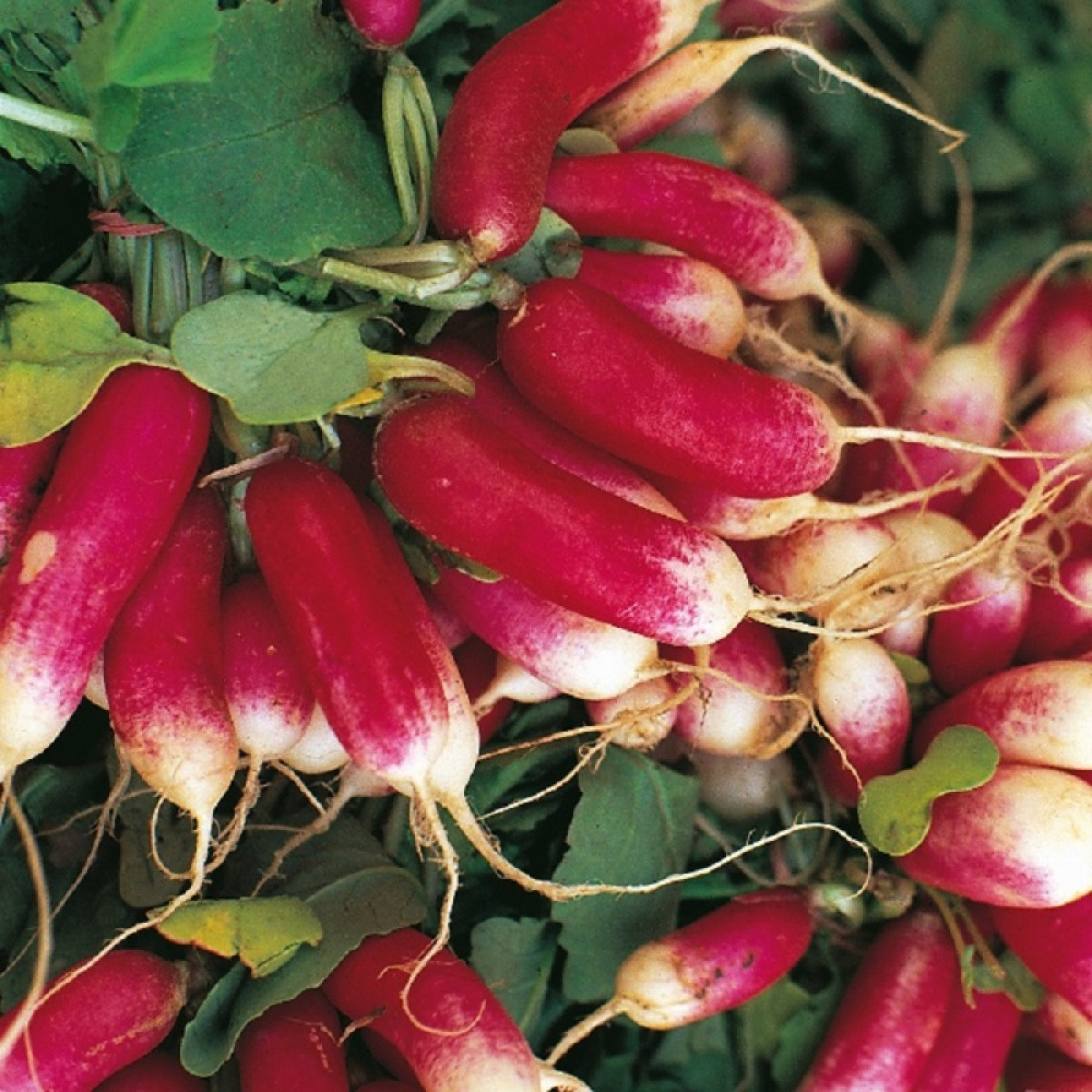 Kings – Radish French Breakfast Seeds