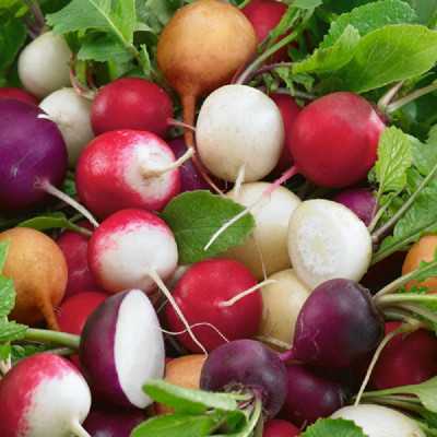 Kings – Radish Mixed Seeds