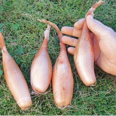 Kings – Shallot Banana Zebrune