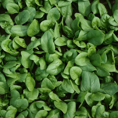 Kings – Spinach Amazon F1