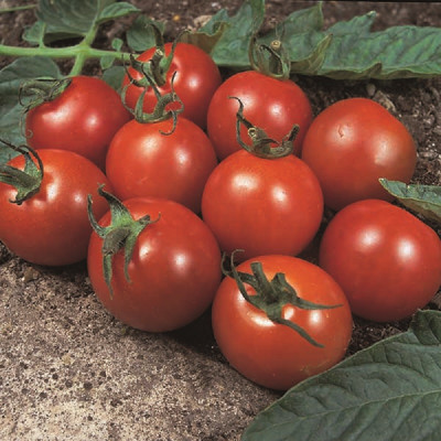 Kings – Tomato Alicante Seeds