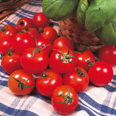 Kings – Tomato Gardener’s Delight