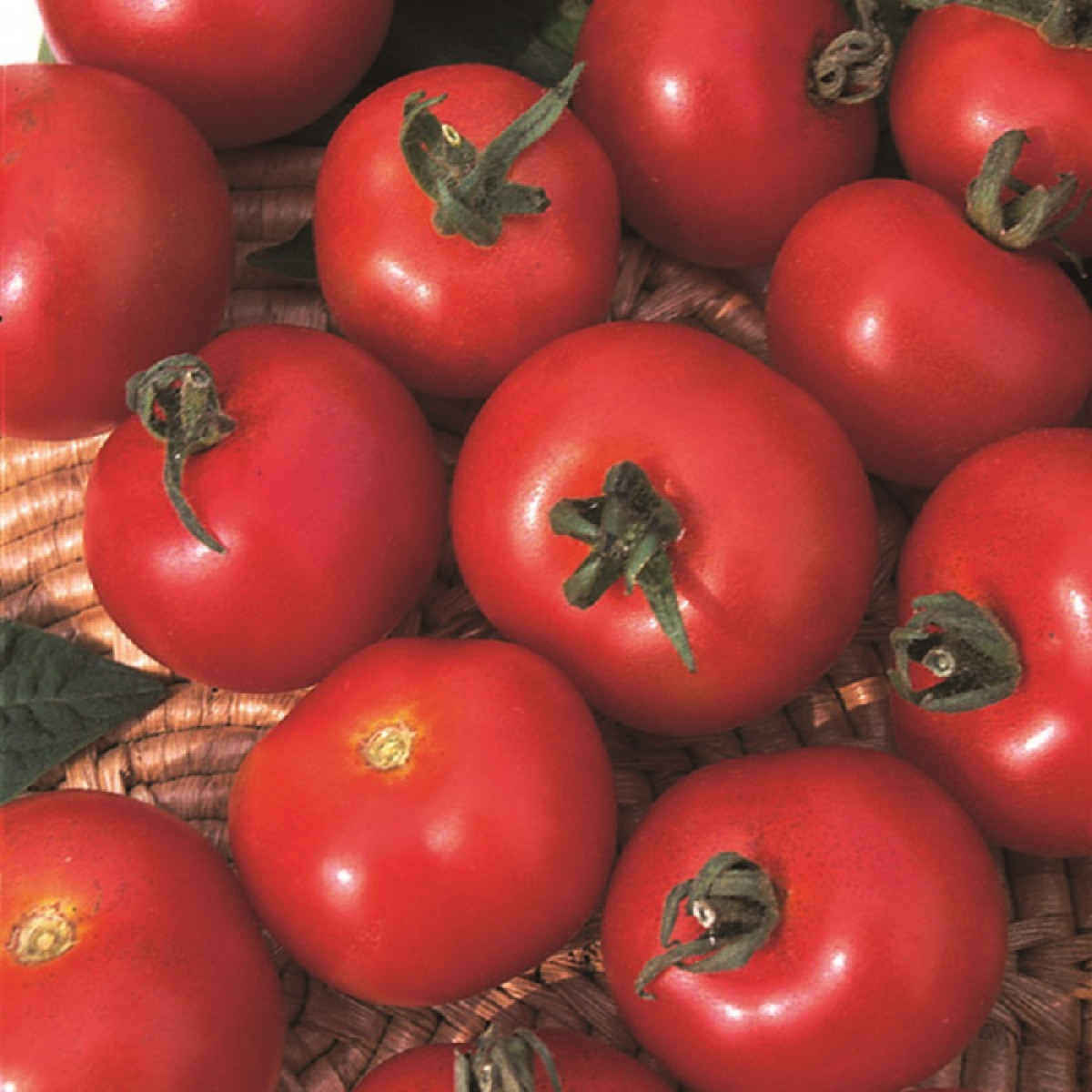 Kings – Tomato Moneymaker Seeds