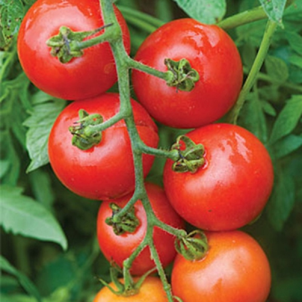 Kings – Tomato Mountain Magic F1