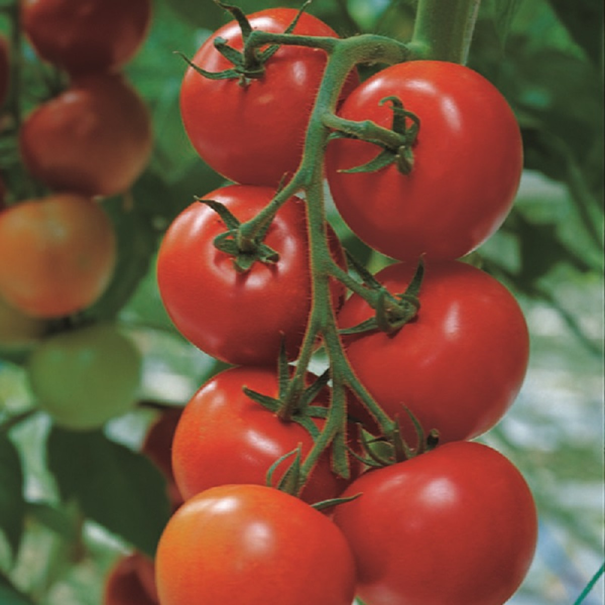 Kings – Tomato Shirley F1 Seeds