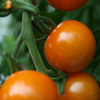 Kings – Tomato Sungold F1