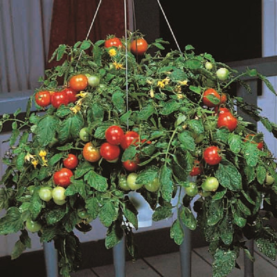Kings – Tomato Tumbler F1