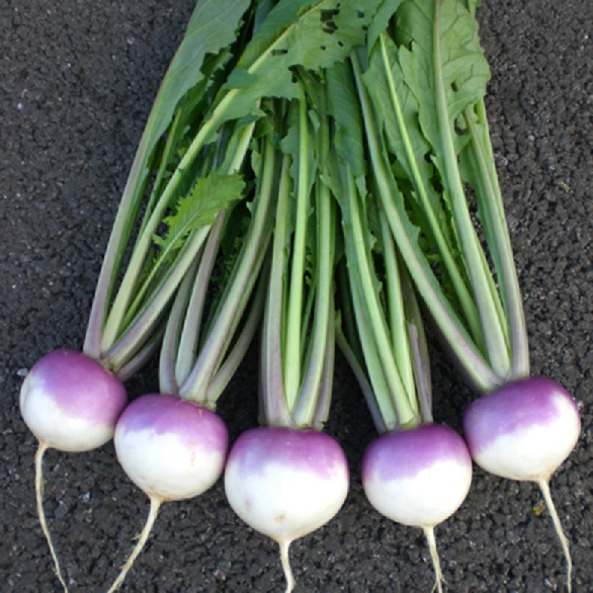 Kings – Turnip Sweetbell F1
