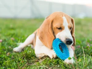 Pet Toys & Accessories