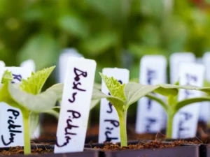 Plant Labels