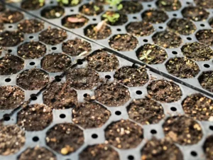 Pots & Seed Trays