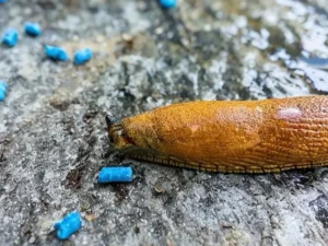 Slug & Snail