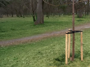 Tree Stakes & Ties