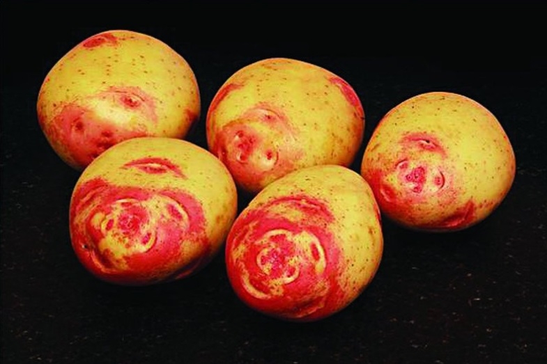 Amour Seed Potatoes – 2kg