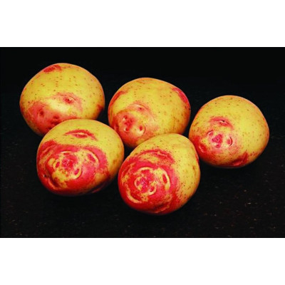 Amour Seed Potatoes – 25kg