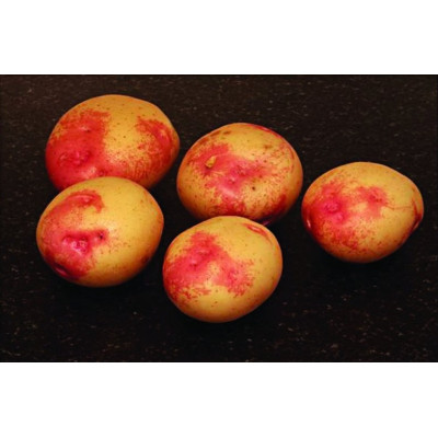 Bonnie Seed Potatoes – 2kg
