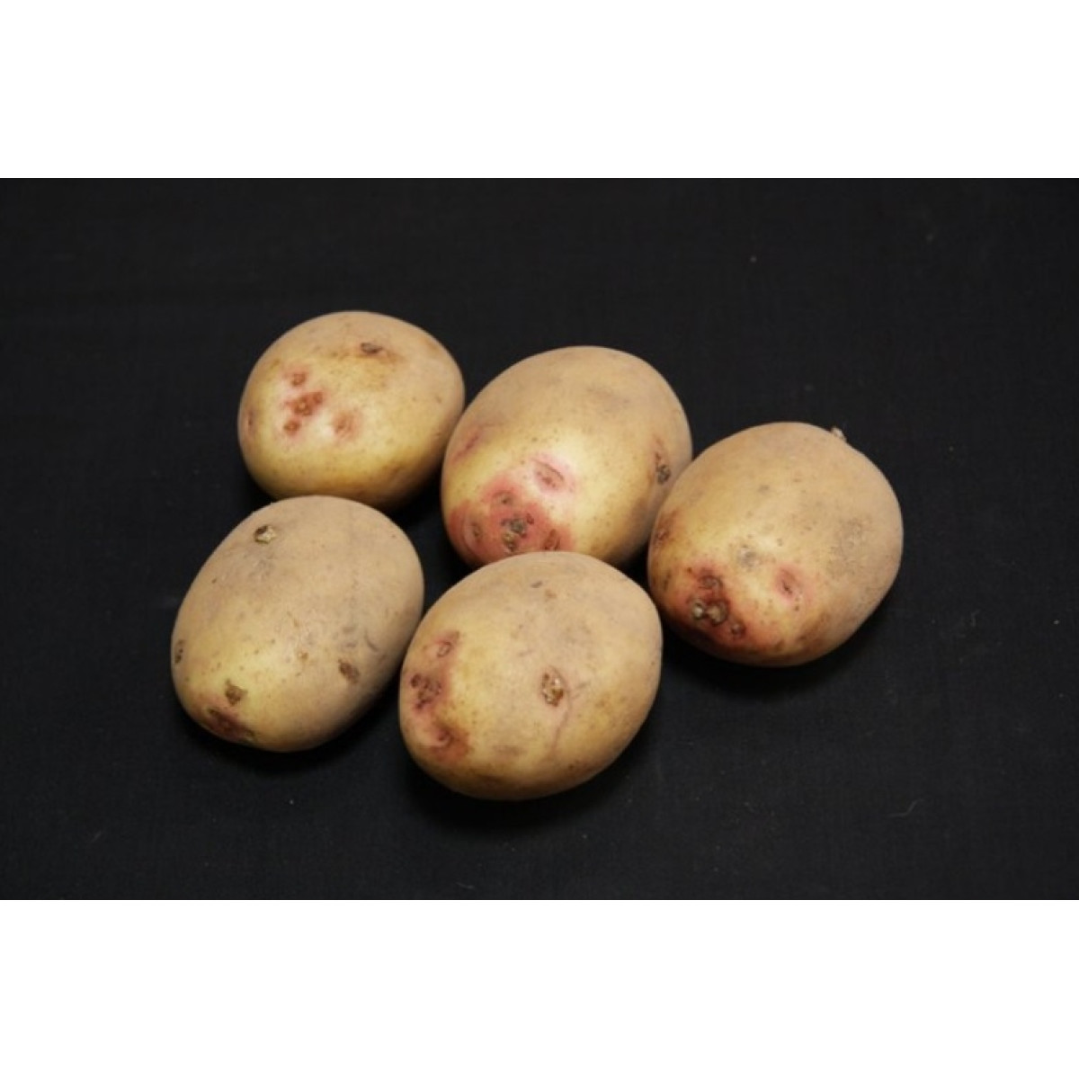 Cara Seed Potatoes – 2kg