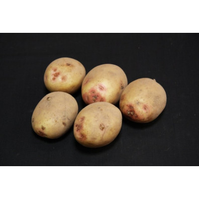 Cara Seed Potatoes – 2kg