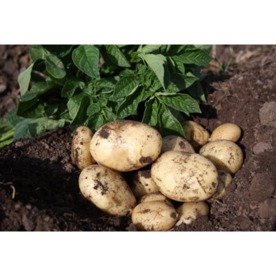 Casablanca Seed Potatoes – 2kg