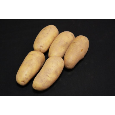 Charlotte Seed Potatoes – 25kg