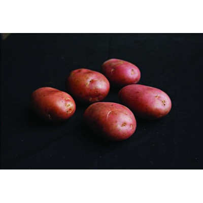 Desiree Seed Potatoes – 2kg