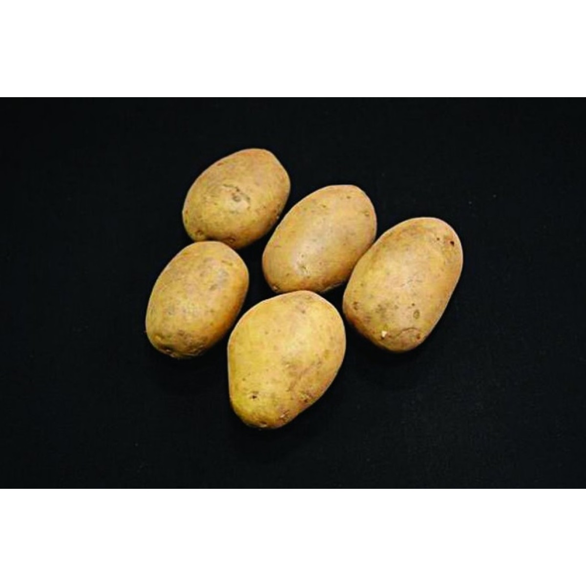 Duke Of York Seed Potatoes – 25kg