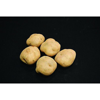 Epicure Seed Potatoes – 25kg