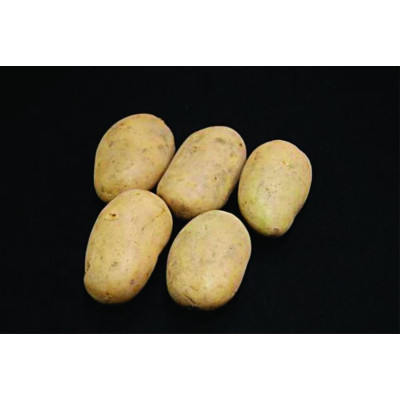 Estima Seed Potatoes – 2kg