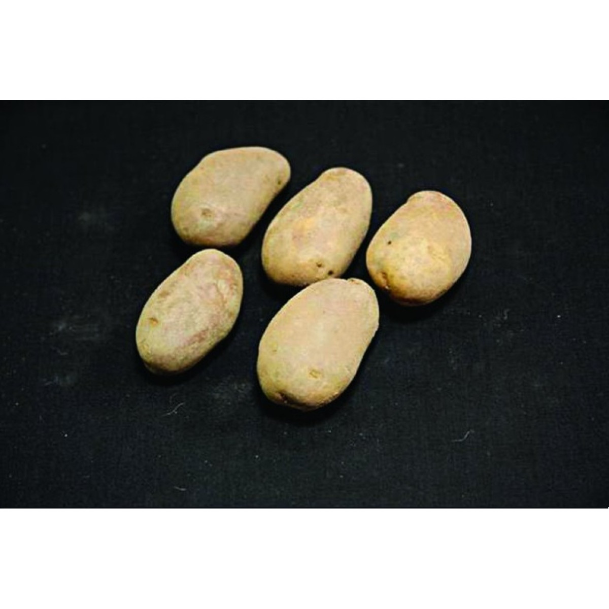 Golden Wonder Seed Potatoes – 25kg