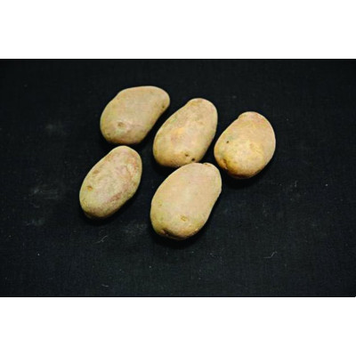 Golden Wonder Seed Potatoes – 25kg