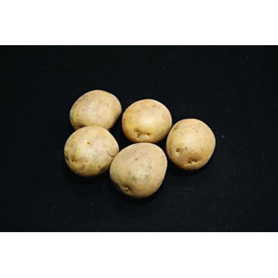 Harmony Seed Potatoes – 25kg