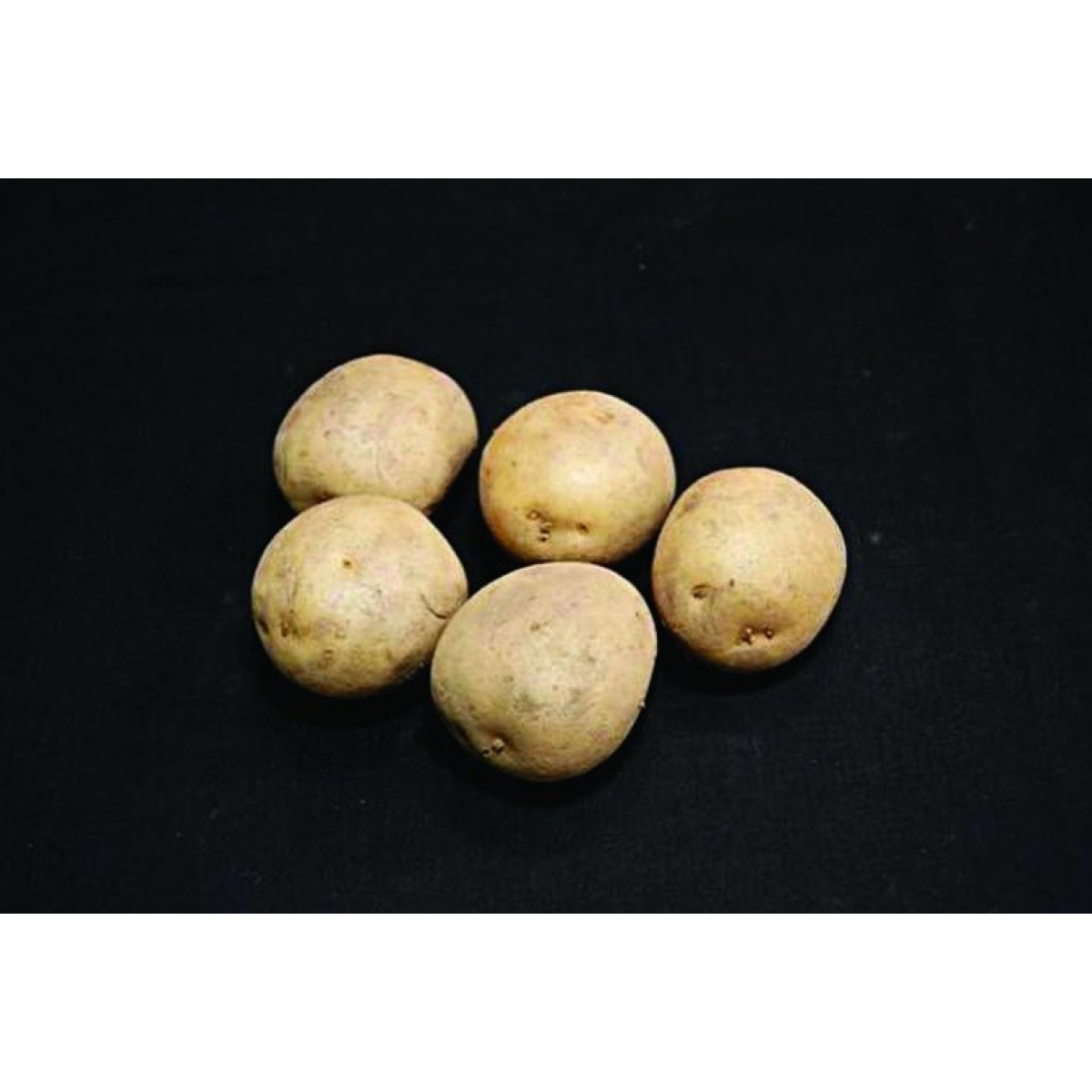 Harmony Seed Potatoes – 2kg